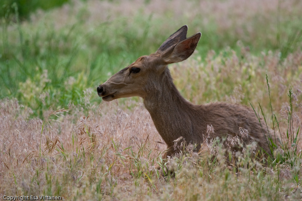 Mule deer at Zion Watchman campground.
