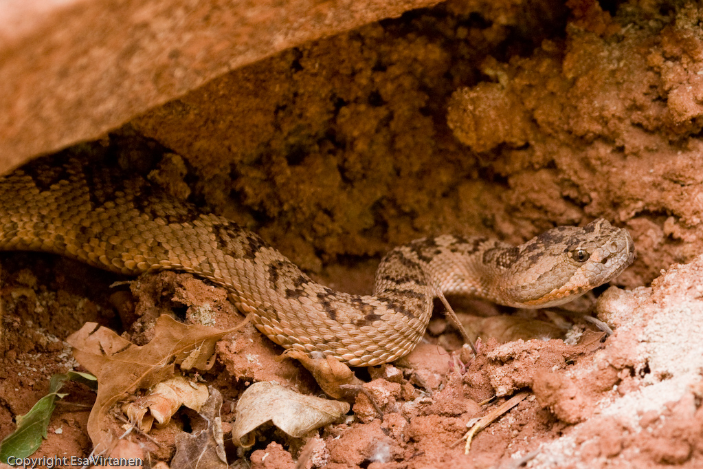 Rattlesnake of Zion.
