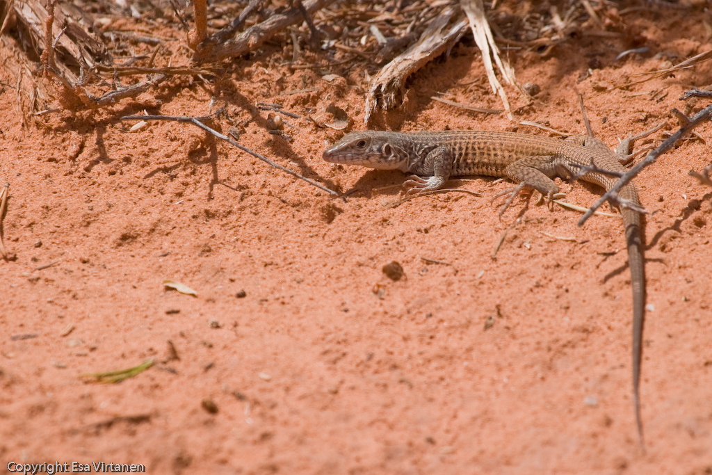 Lizard of Arches.