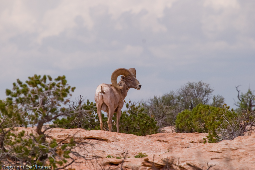 Desert bighorn sheep of The Island In The Sky, Canyonlands NP.