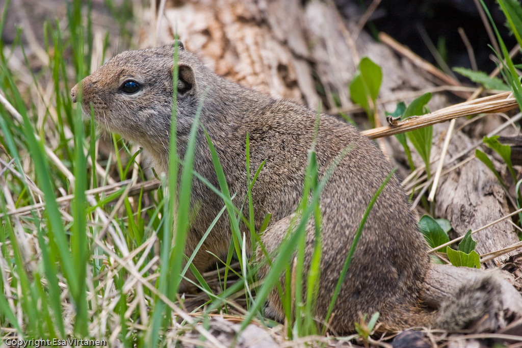 A cutesy guy at Grand Teton.