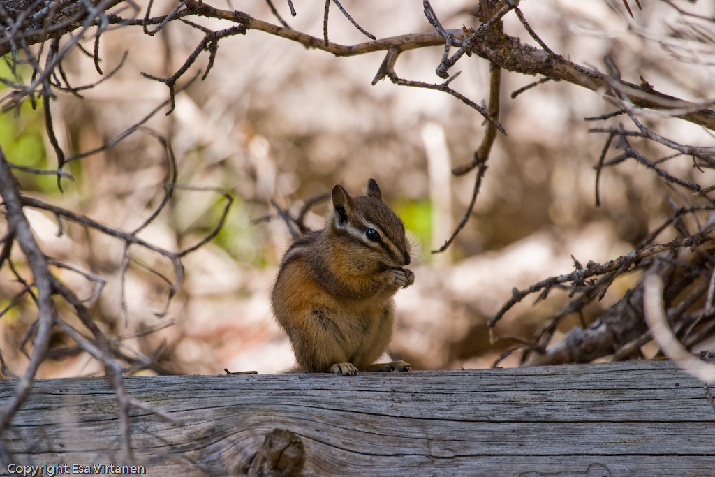 Either Chip or Dale, Grand Teton.