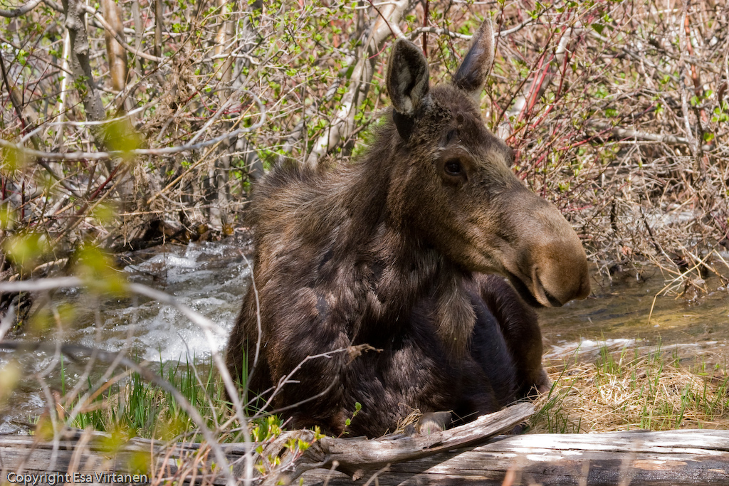 Moose chilling in the river at Grand Teton.