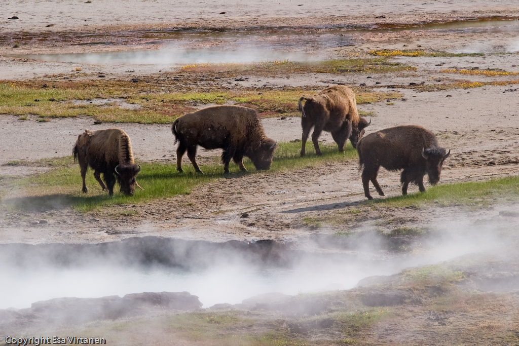 Buffalo and volcanic activity.