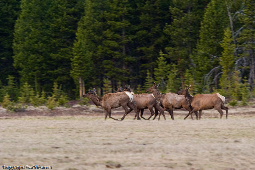 Elk?