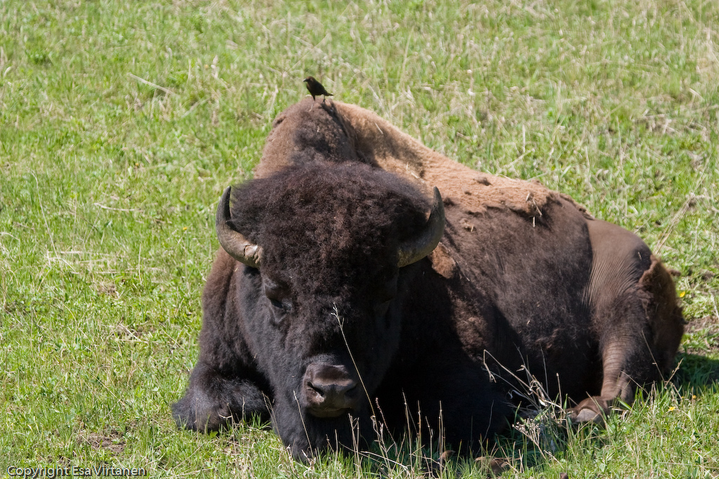 Buffalo with bird at Yellowstone.