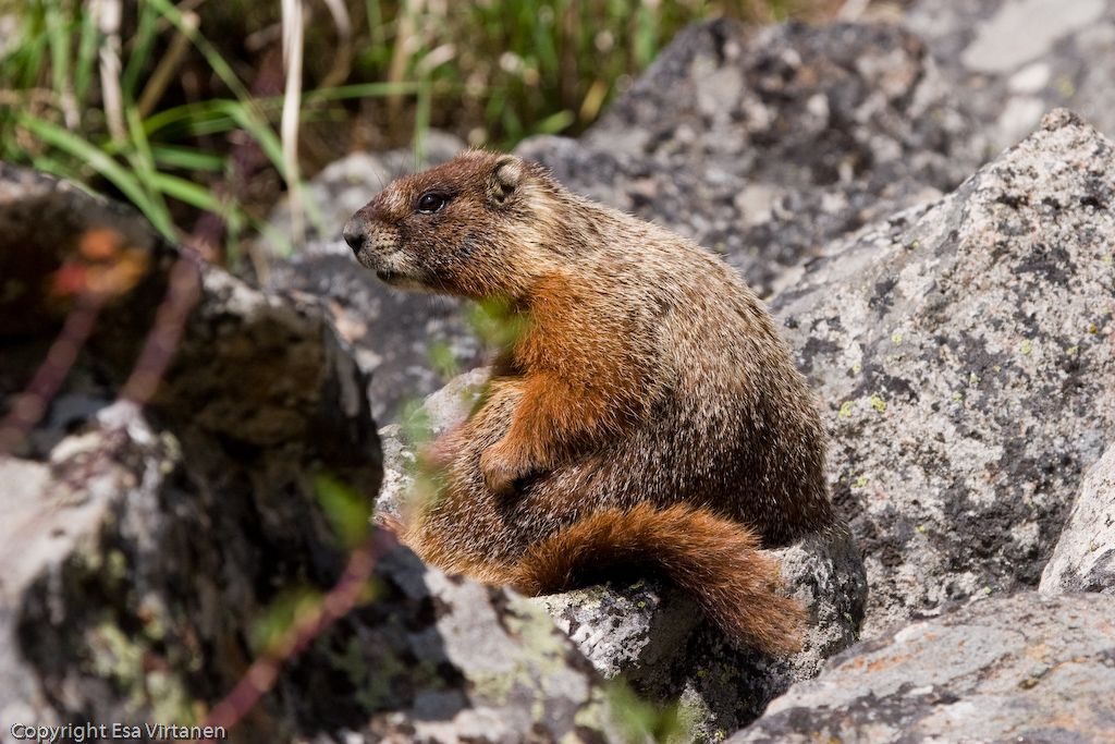 A Marmot at Yellowstone.
