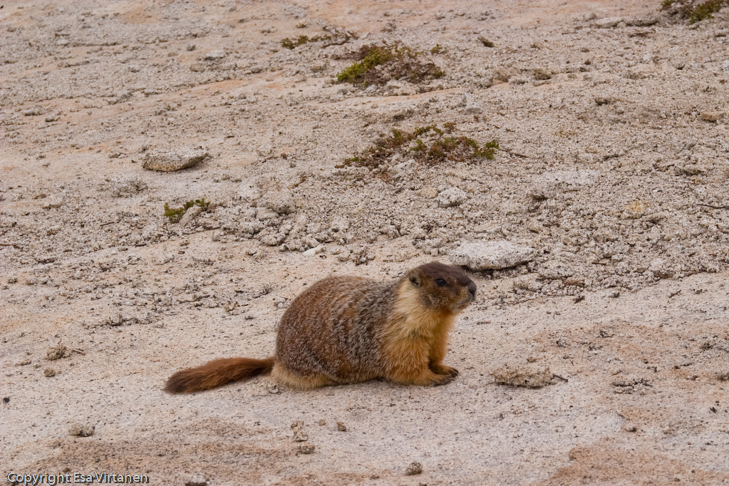 One of the inhabitants of the summit of Half-Dome.