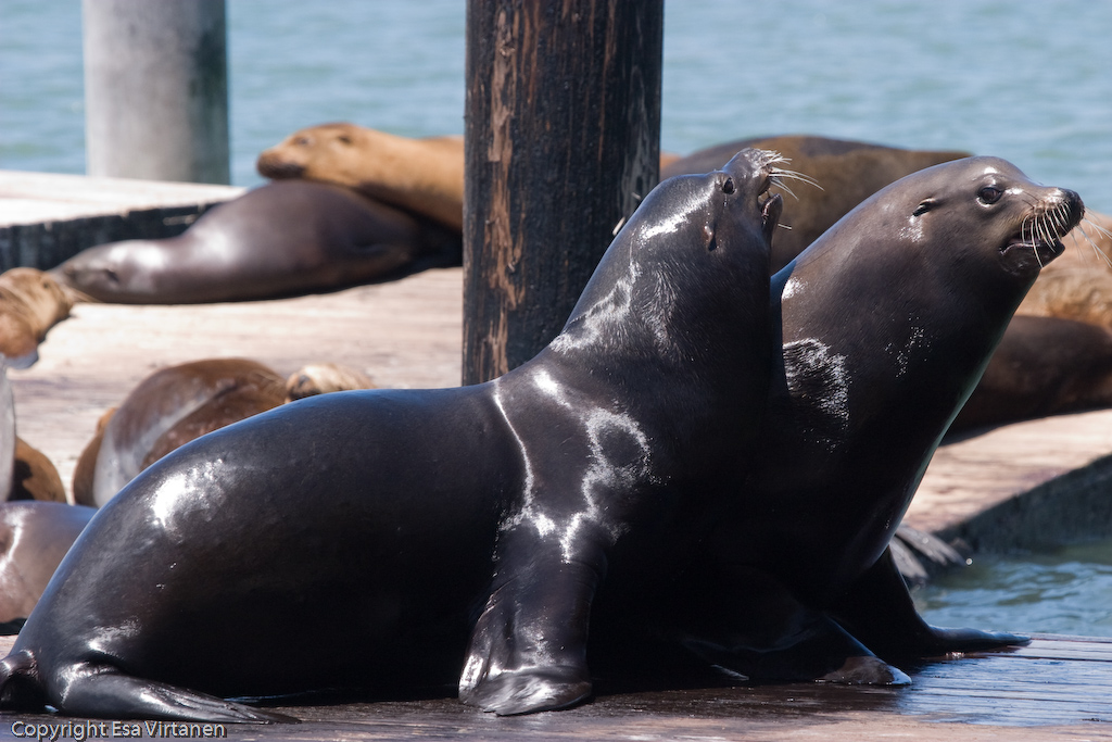 Inhabitants of Pier 39, SF.