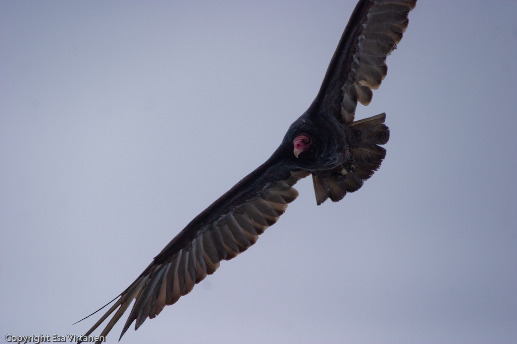 Turkey vulture at Big Sur.