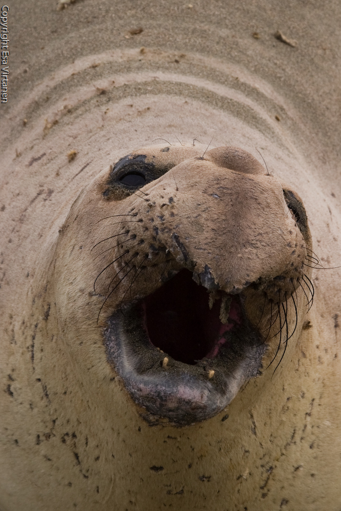 Elephant seal at Piedras Blancas.