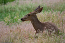 Mule deer at Zion Watchman campground.