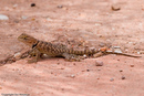 Lizard of Zion.