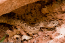 Rattlesnake of Zion.