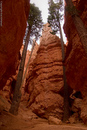 1500 year old trees, they claim. Navajo Loop at Bryce.