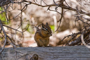 Either Chip or Dale, Grand Teton.