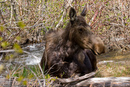 Moose chilling in the river at Grand Teton.