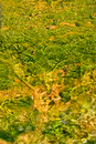 Bacteria and whatnot in Yellowstone.