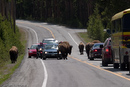 A Yellowstonean traffic jam.