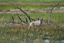 A wolf that knows how to choose a backdrop, Yellowstone.