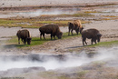 Buffalo and volcanic activity.