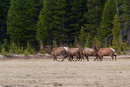 Elk?