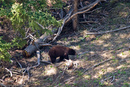 Grizzly bear at Yellowstone.