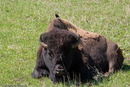 Buffalo with bird at Yellowstone.