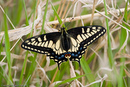 Butterfly at Yellowstone.