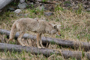 Another wolf (of a total of around 124) that knows how to pose in Yellowstone.