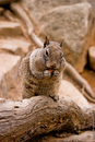 An obnoxious  thieving squirrel.