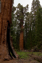 The world's largest tree, some say, Sequoia National Park.