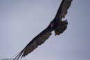 Turkey vulture at Big Sur.